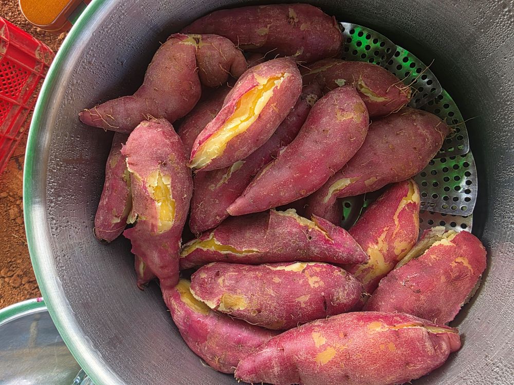 10kg 햇밤 꼬마 고구마 (40~80그람)