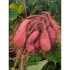 담이햇밤고구마 10kg(모듬싸이즈)