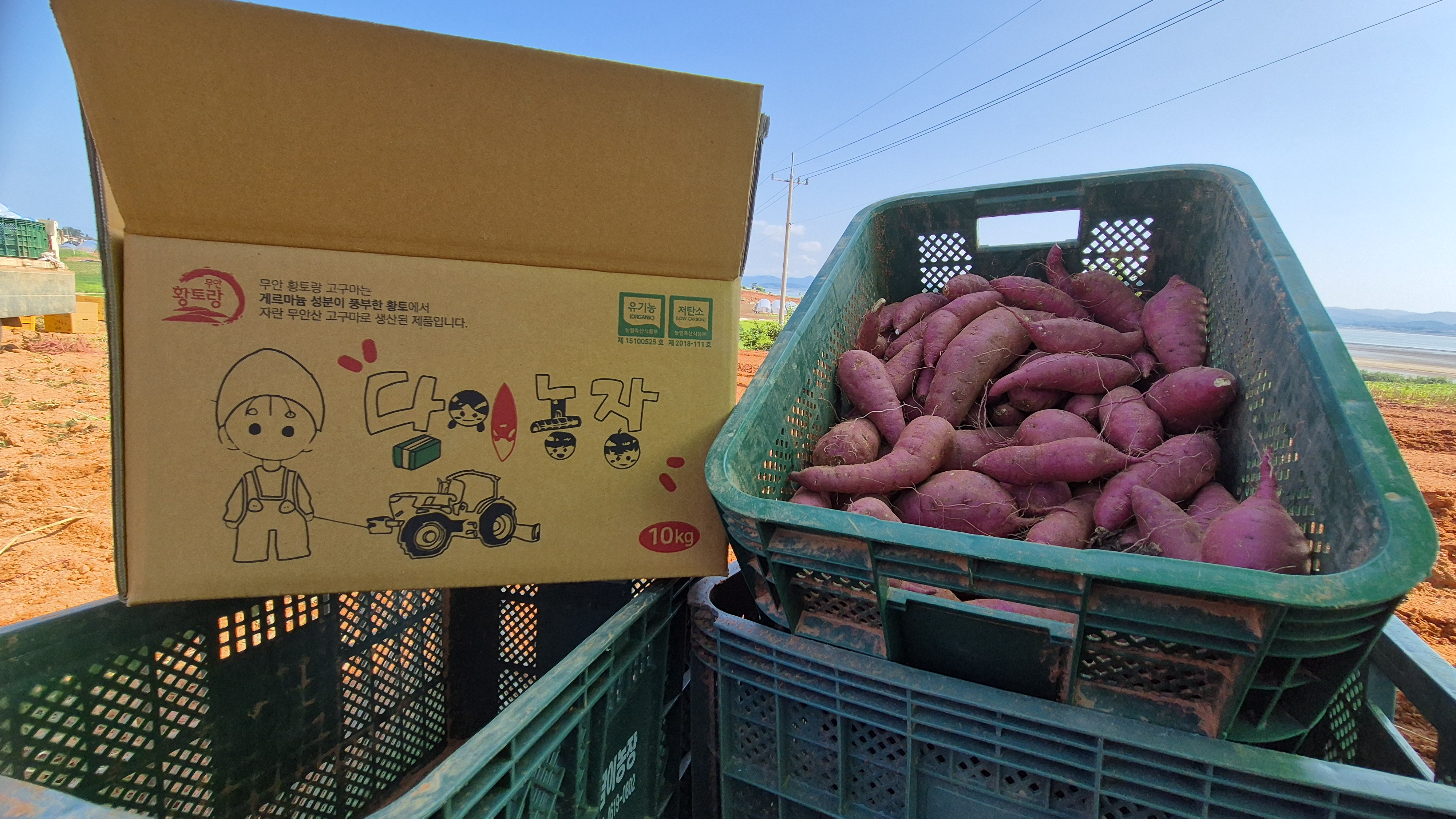 군 고구마용  10kg